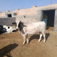 گوساله نر|حیوانات مزرعه|درمیان, |دیوار