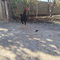 لاری جوان|حیوانات مزرعه|انبارآلوم, |دیوار