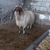 شک چاق داشتی و گوشتی گوسفند ماده