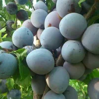 نهال پر کیفیت و اصلاح شده|خدمات باغبانی و درختکاری|بروجن, |دیوار