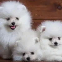 واگذاری پودل پامر خرسی