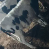 گاو شیر دهی بچه دار|حیوانات مزرعه|مشگین شهر, |دیوار