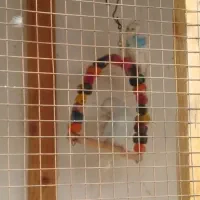 مرغ عشق|پرنده|قلعه نو, |دیوار