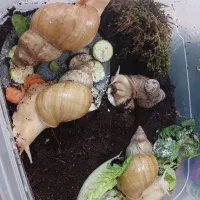 حلزون|خزنده|زنجان, |دیوار