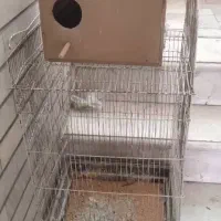 مرغ عشق دورگه|پرنده|تهران, علم و صنعت|دیوار