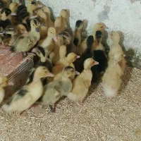 فروش جوجه اردک محلی ورامینی12روزه|حیوانات مزرعه|دابودشت, |دیوار