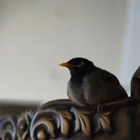 گمشده / مینا