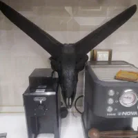 جمجمه طبیعی بز کوهی دیوار کوب