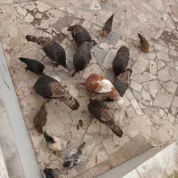 بوقلمون مرغ