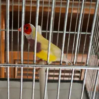 فنچ گلدین نرو و ماده