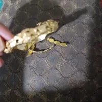 فروش طلای شکن حدود 45 گرم قیمت تابلو|جواهرات|شیراز, لشکری‎|دیوار