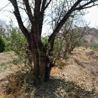 فروش چوب درخت گلابی