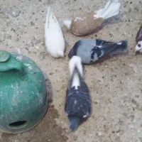 سلام ۷کبوتر یکجا ۱۵۰ دونه ای