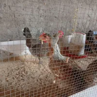 مرغ خروس کردی یالری عشایری