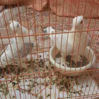 کبوتر بلژیکی اصل نوک قنار پرشی زینتی با جوجه باقفس|پرنده|فردیس, فردیس|دیوار