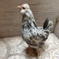 مهدی|حیوانات مزرعه|تهران, بهارستان|دیوار