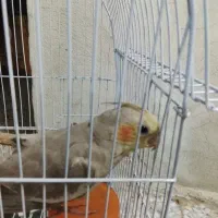 عروس هلندی