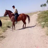 اسب نریان جنگنده