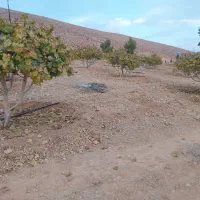 هرس و تمامی خدمات باغداری|خدمات باغبانی و درختکاری|داراب, |دیوار