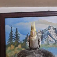 عروس هلندی و جوجه هاش