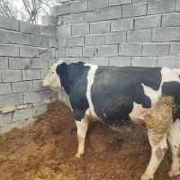 گوساله پرواری هرسین