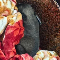 واگذاری پامر اشپیتز