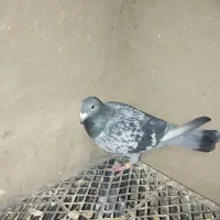 کبوتر پلاکی|پرنده|هلالی, |دیوار