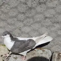 کبوتر|پرنده|مبارکه, |دیوار