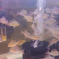 پروکسی موس|ماهی|اردبیل, |دیوار