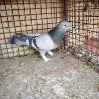 چهارتا بهبهونی دست اولی به شرط|پرنده|شیراز, رکنآباد|دیوار