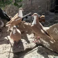 جفت ریش معاوضه