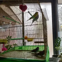 دو جفت مرغ عشق سالم و سرحال همراه با قفس و دونه