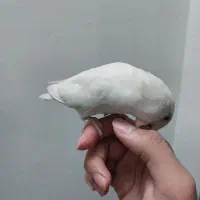 برزیلی دستی آلبینو نَر|پرنده|قزوین, |دیوار