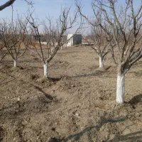 باغچه شهرکی|فروش زمین و ملک کلنگی|تنکمان, |دیوار