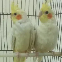 ۳ تا عروس هلندی معاوضه با جفت روی جوجه|پرنده|مشهد, کوشش|دیوار