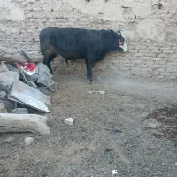 گاو نر کشتاری کیلویی 350|حیوانات مزرعه|باوله, |دیوار