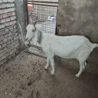 بز آبستن سنگین
