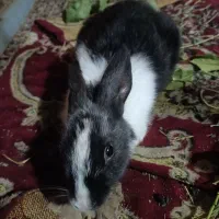 فروش خرگوشی خیلی خوشگل و باهوش|موش و خرگوش|یاسوج, |دیوار