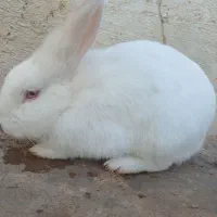 خرگوش سفید چشم شرابی|موش و خرگوش|مسجد سلیمان, |دیوار