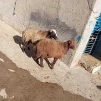 2 راس شیشک نر