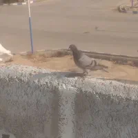 کبوتر|پرنده|باوی, |دیوار