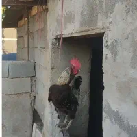 خروس محلی اصل