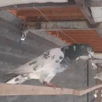 اصل پاکستانی کله خربزه ای