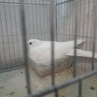 کبوتر تزئینی|پرنده|تهران, ائمه اطهار|دیوار