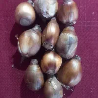 پیاز گل نرگس