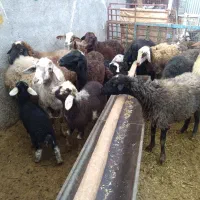 میش بره دار