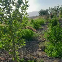 باغ|فروش خانه و ویلا|مرودشت, رودبال|دیوار