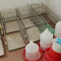 قفس قناری و آبخوری و دونه خوری مرغ و قناری