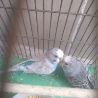 مرغ عشق