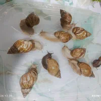 حلزون|خزنده|آبادان, |دیوار
